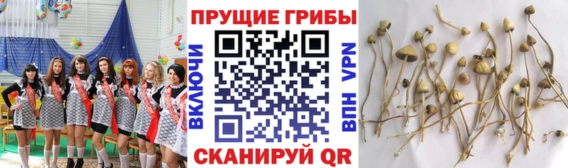 Псилоцибиновые грибы мухоморы  ссылка на мегу как зайти  Байкальск 